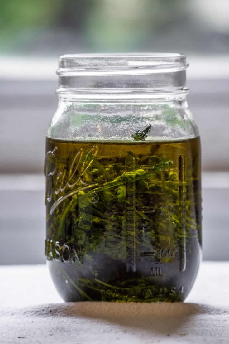 A jar of yarrow infusing in olive oil
