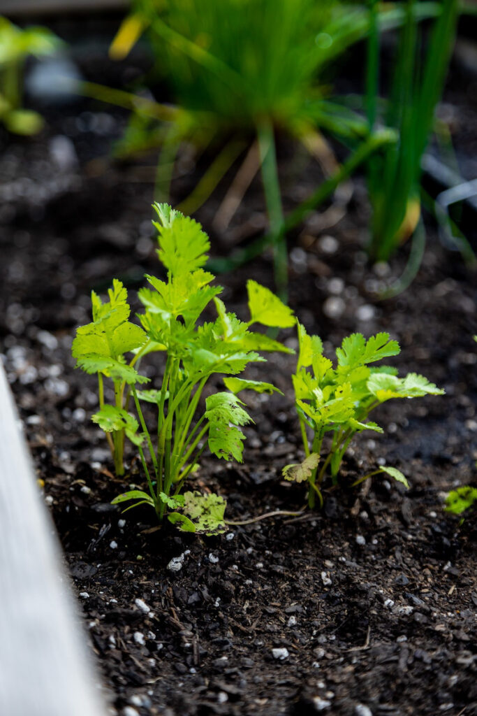 Cilantro starts in a raised bed with chives