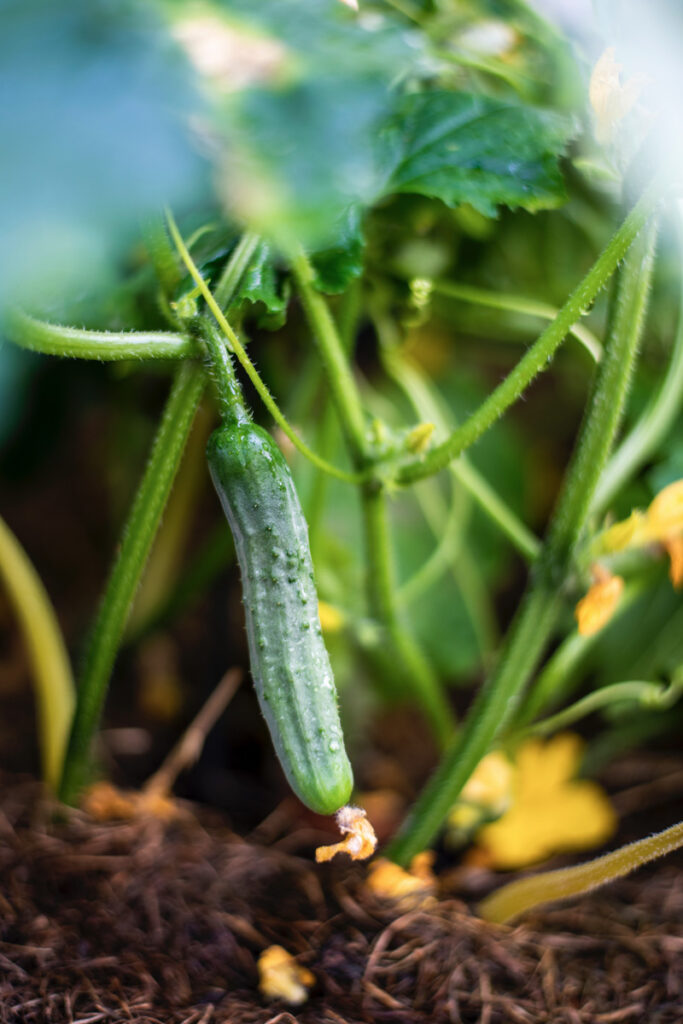 Pickling cucumber growing