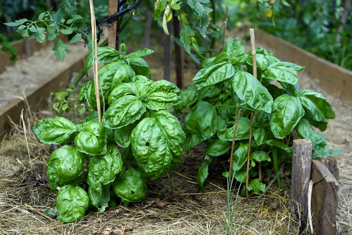Image of Underplanting tomatoes with leafy greens