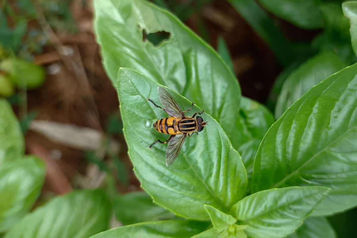 A hoverfly attracted to basil leaves