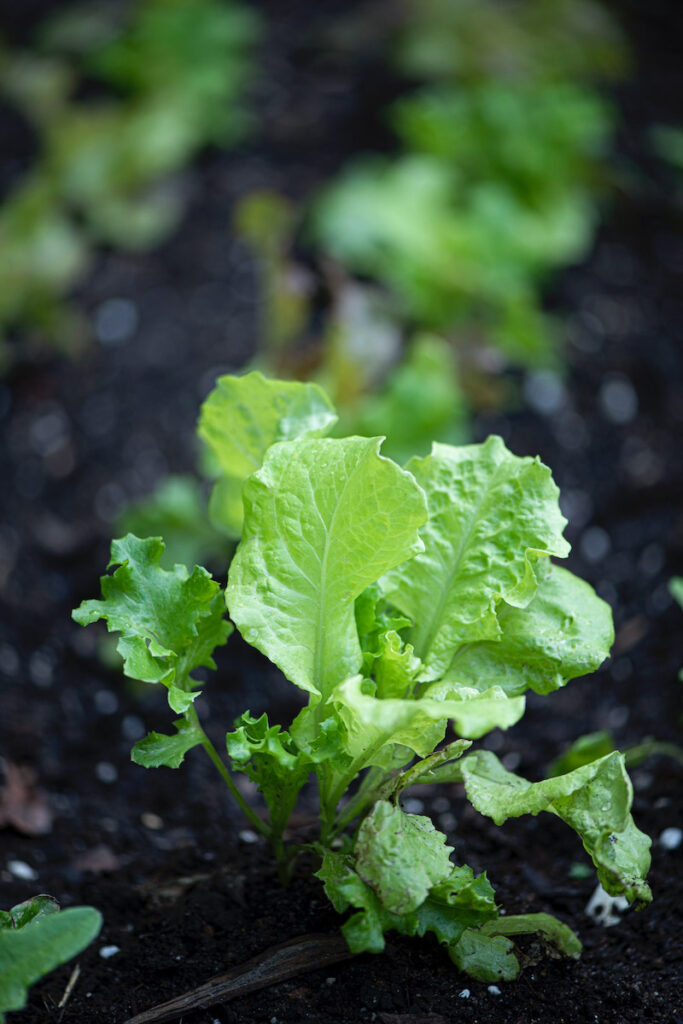 Young lettuce plants in a garden