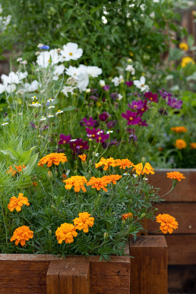 Marigold flowers in a raised bed