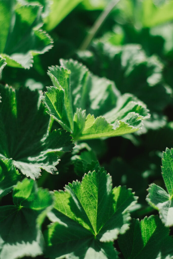 Curly leaf parsley leaves