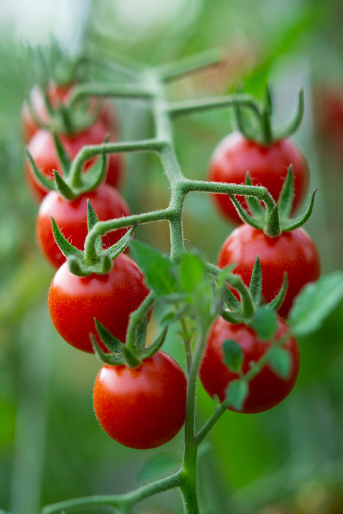 Ripe cherry tomatoes on the vine