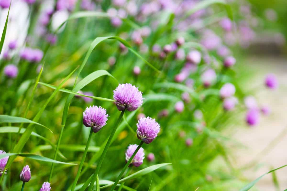 A row of chive plants in bloom