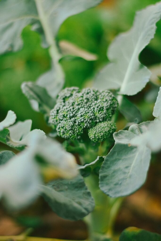 Broccoli growing in a garden