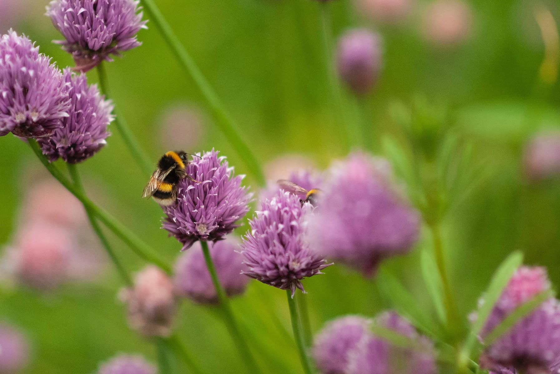 Bumblebees on chive flowers