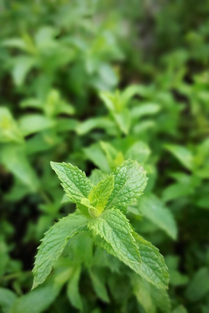 Close up of a mint plant