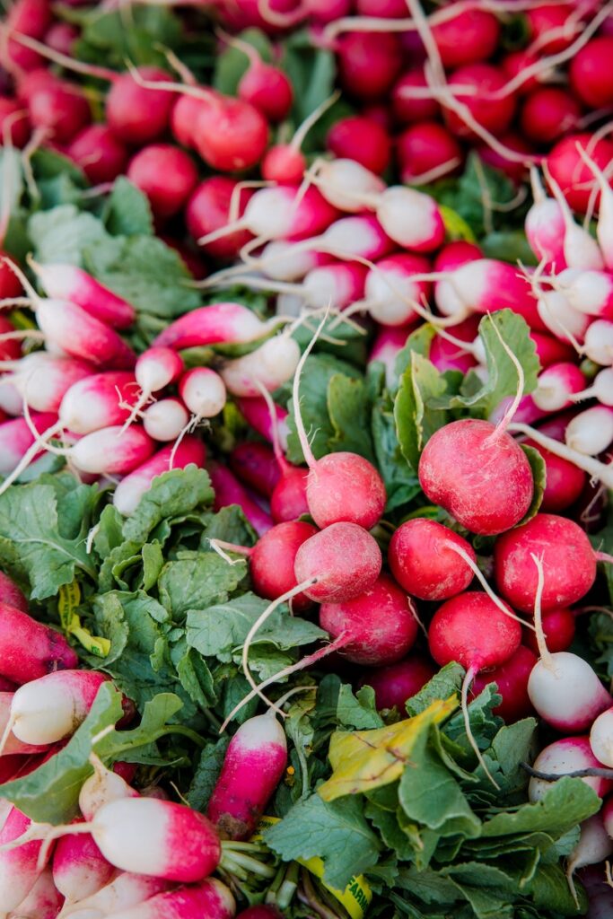 Harvested bunches of radishes