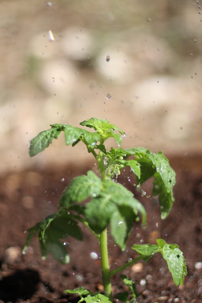 A tomato plant being watered