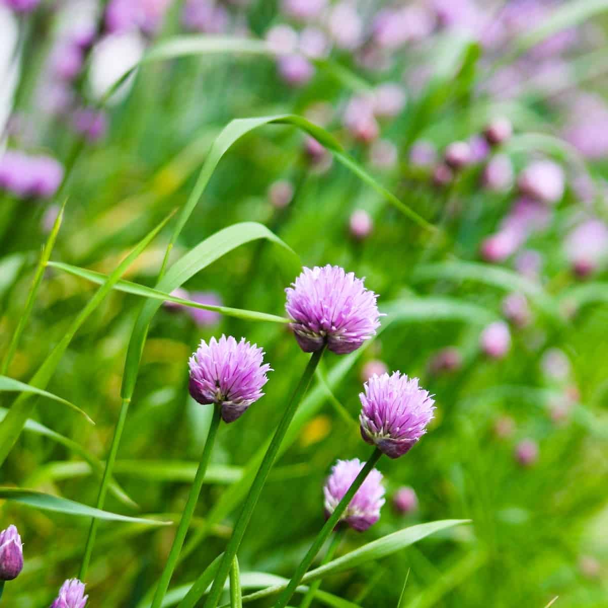 Image of Chives companion herb