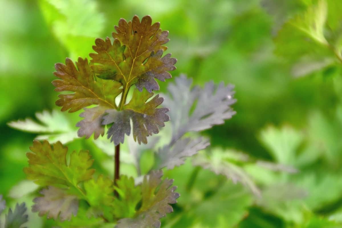 Cilantro leaves turning purple from the heat before bolting