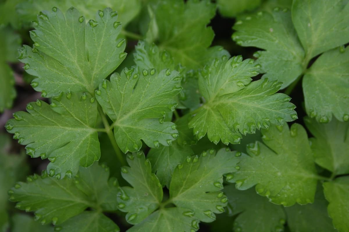 Close up of cilantro leaves after watering