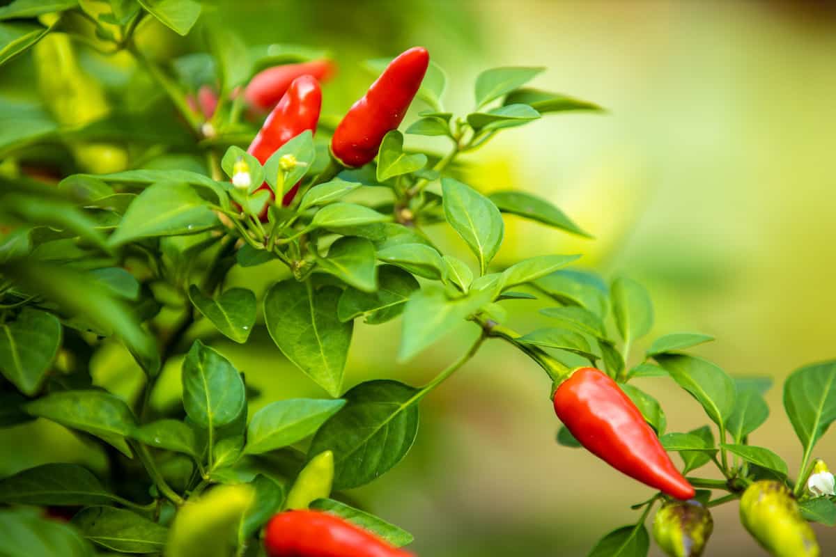 Bright red chilis, or hot peppers, growing