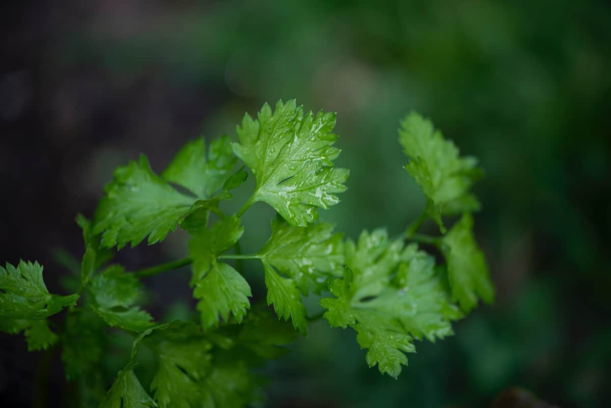 Flat leaf parsley, or Italian parsley, after watering