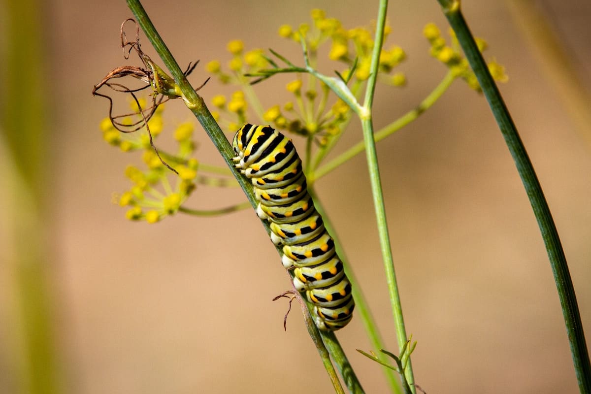 A black swallowtail caterpillar on a parsley plant