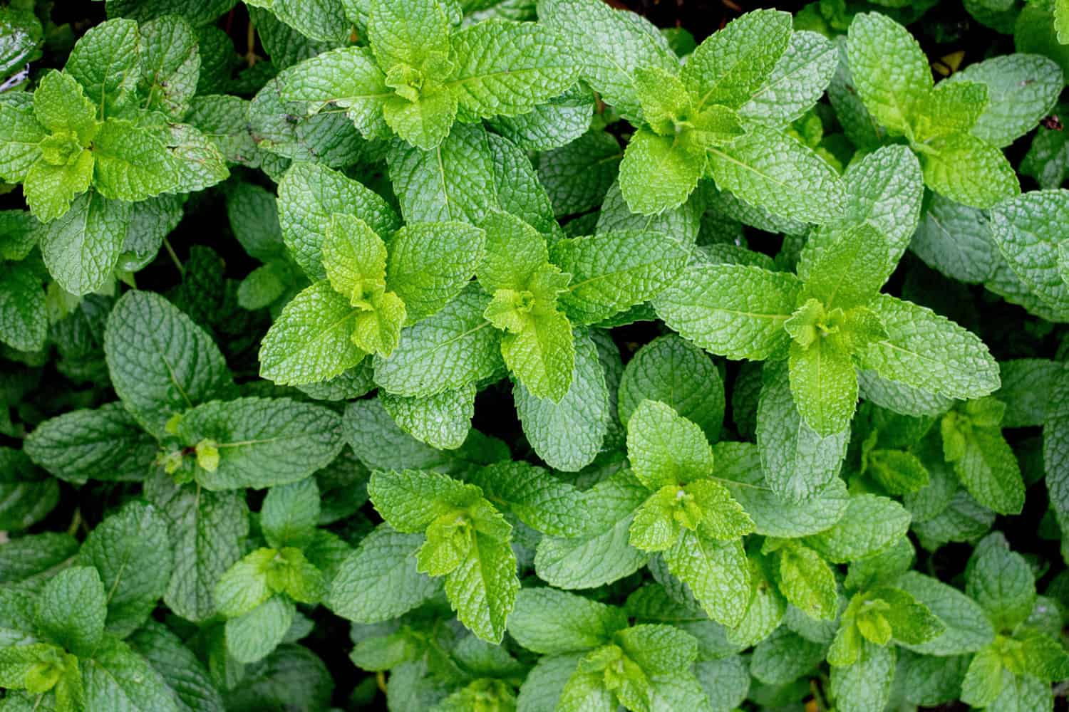 Overhead view of a mint plant
