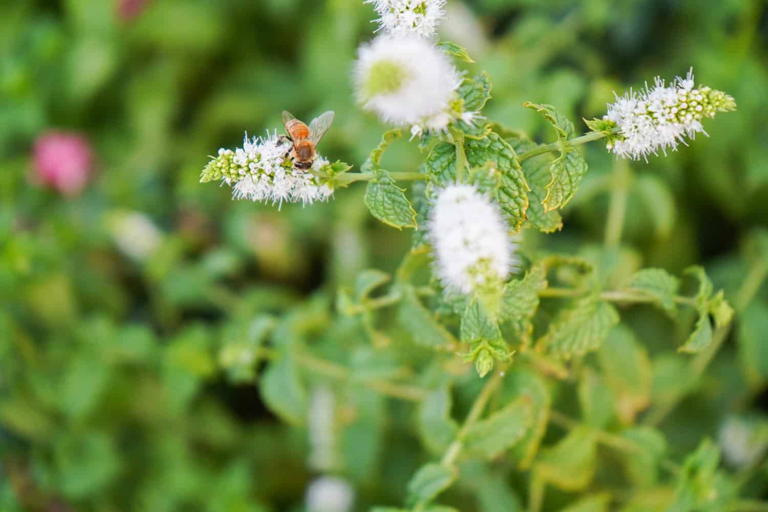 A hoverfly on a mint flower
