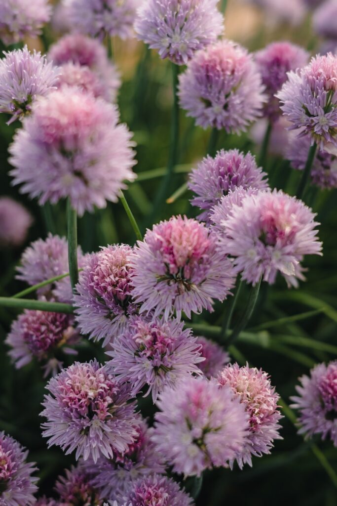 Chives with purple flowers
