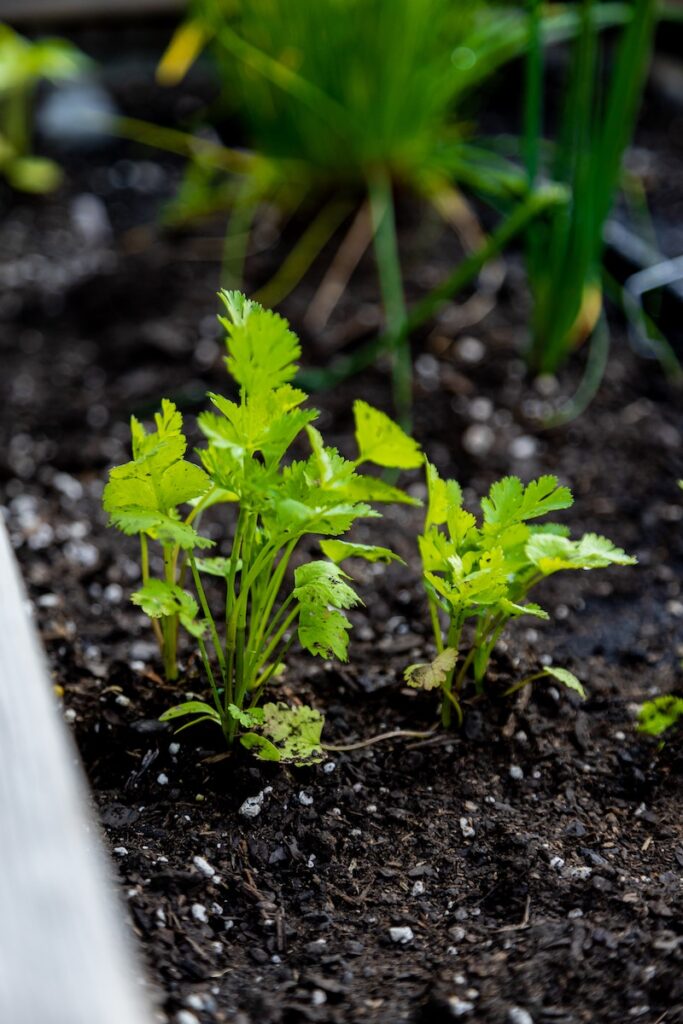 Cilantro growing in a raised bed