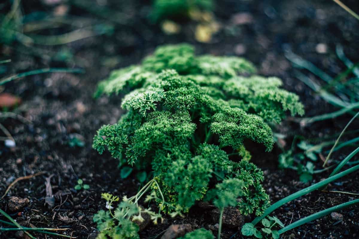Parsley planted in a vegetable garden