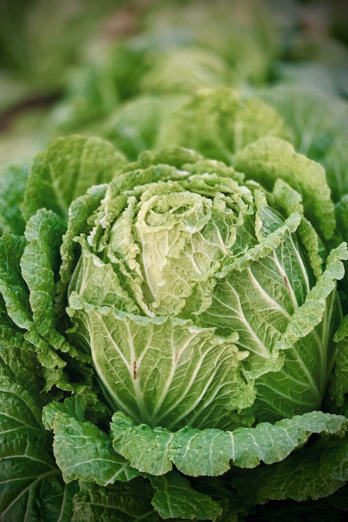 Napa cabbage head ready to harvest