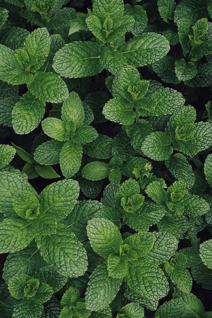 Overhead view of mint in the garden