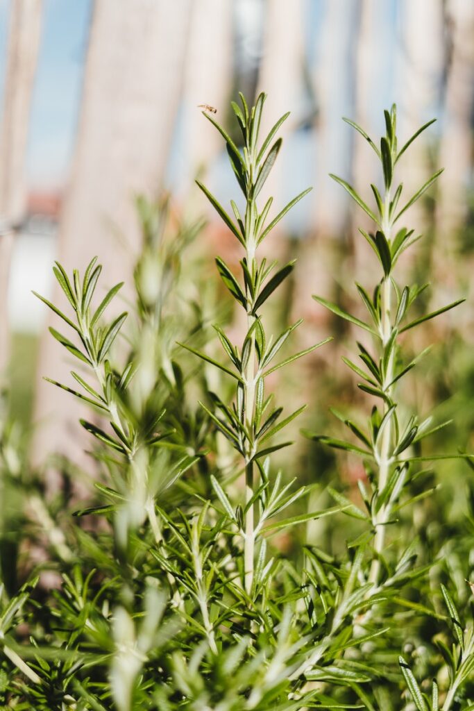 Close up of rosemary plants