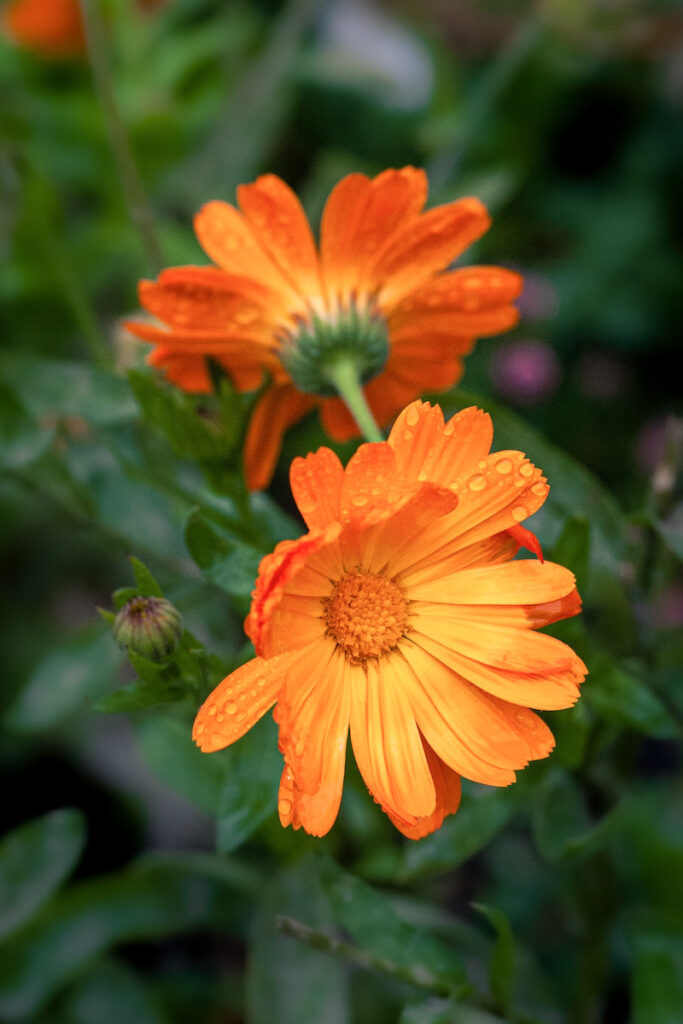 Orange calendula flowers in bloom