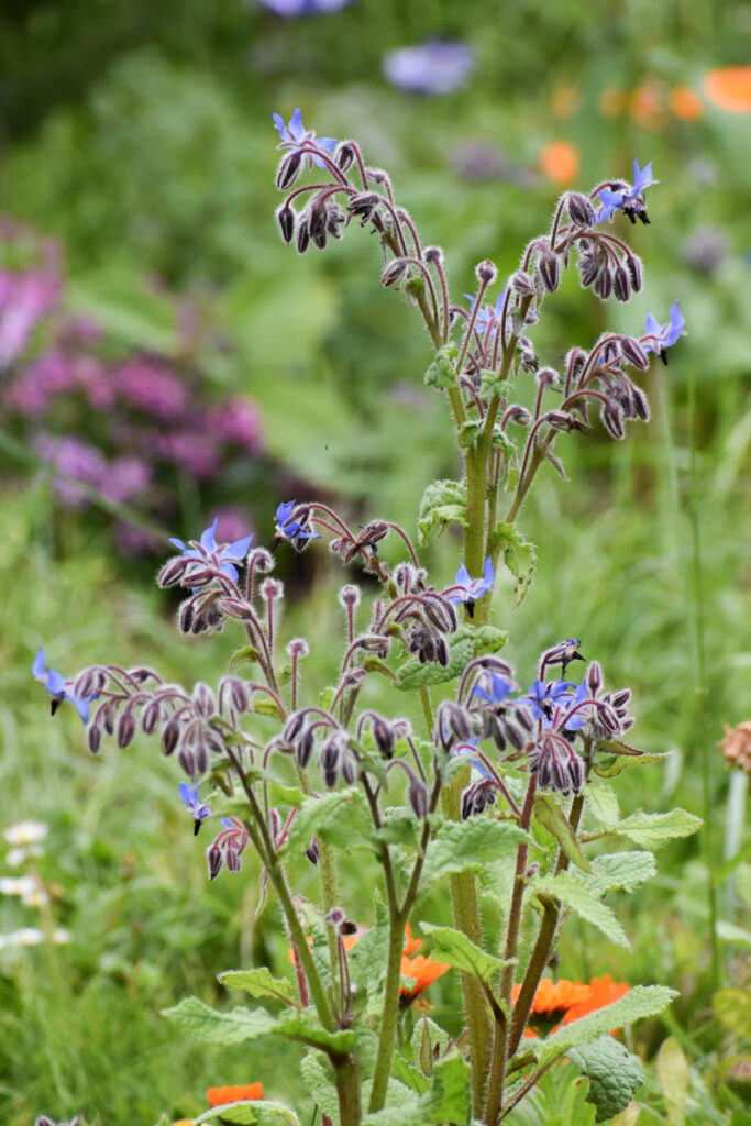 Borage blooming with other companion flowers