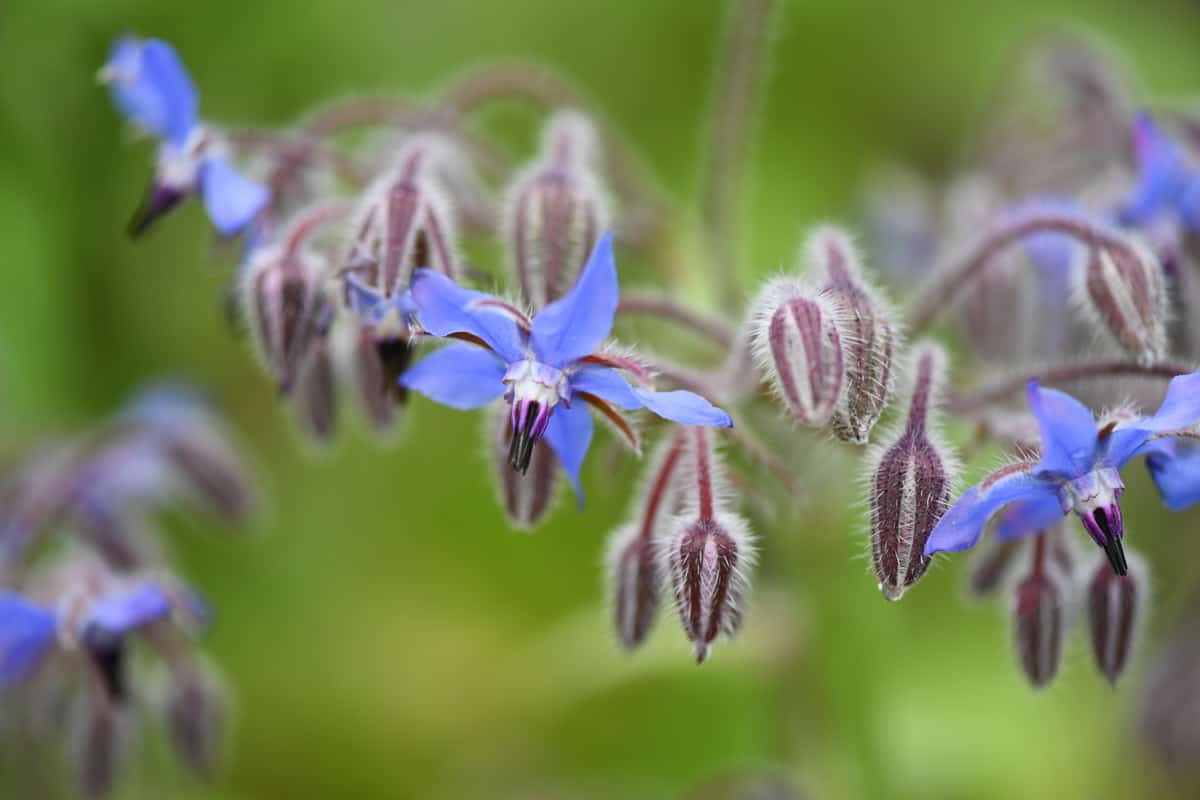 Purple and blue borage flowers