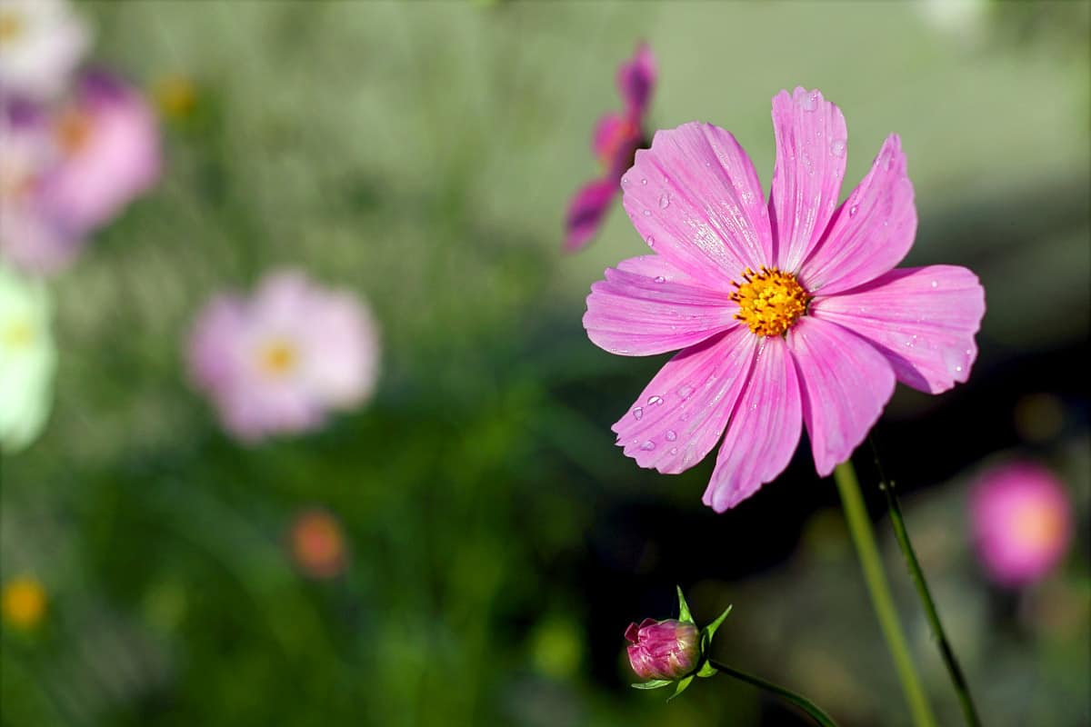 Pink cosmos, one of the best companion flowers for vegetables