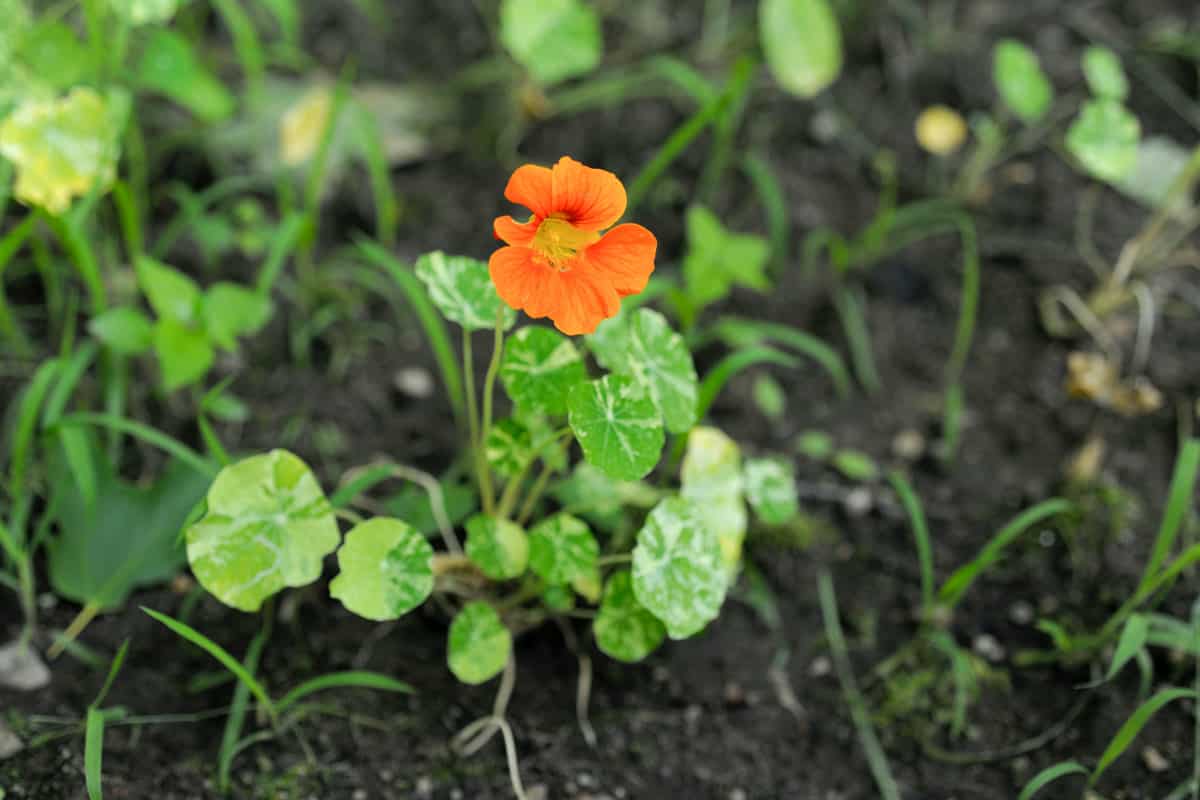 Nasturtium flower in a vegetable garden