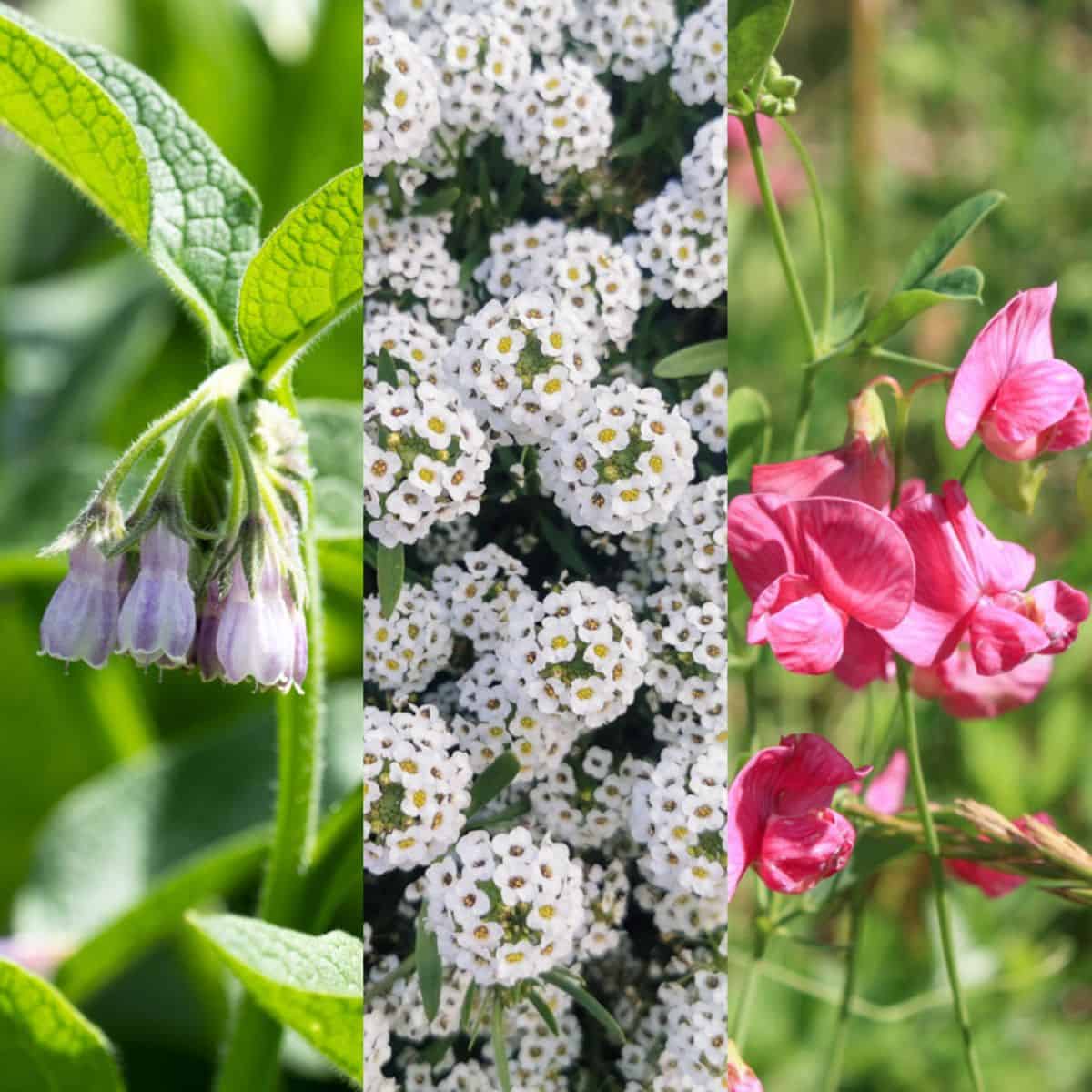 The best flowers to grow with vegetables