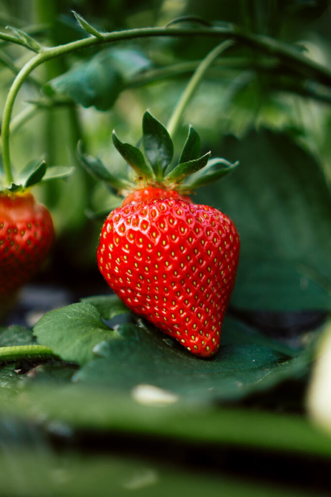 Strawberries growing