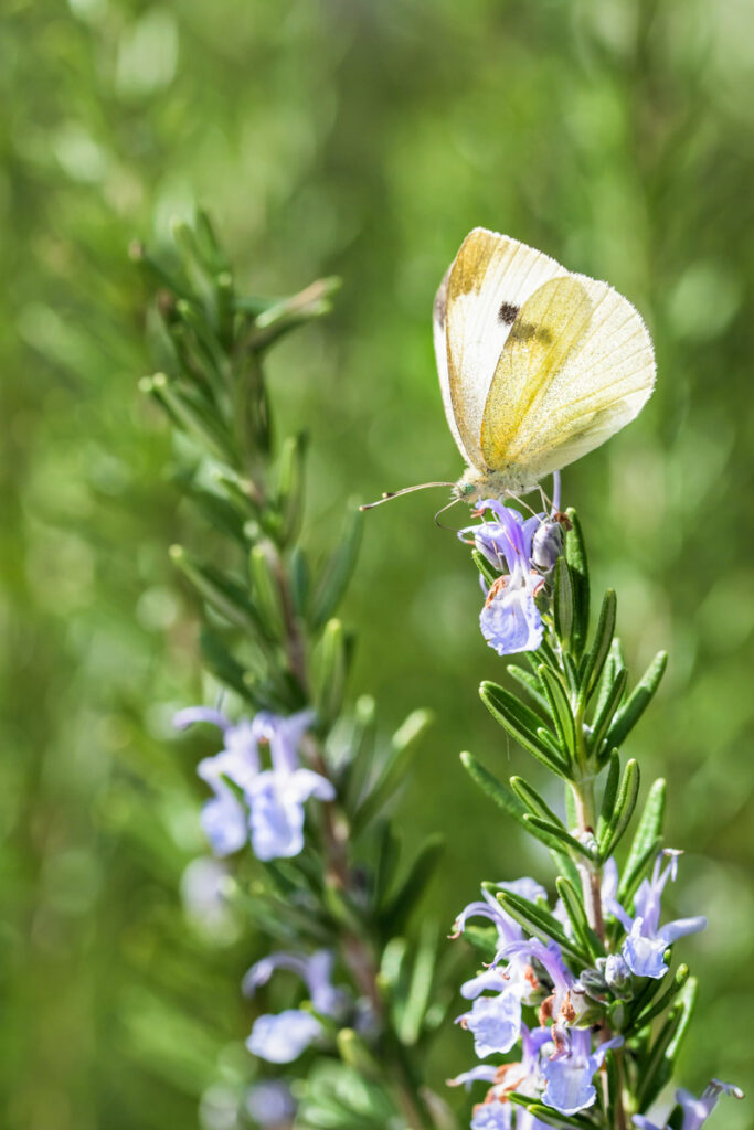 White butterfly on a flowering rosemary plant