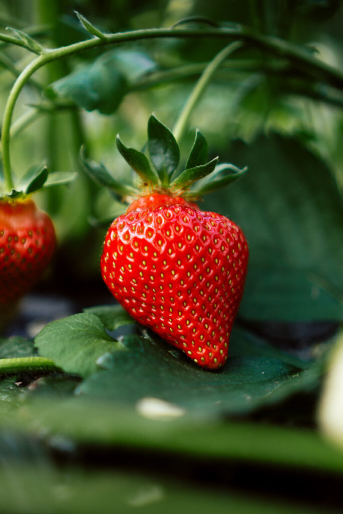 Strawberry growing on the vine