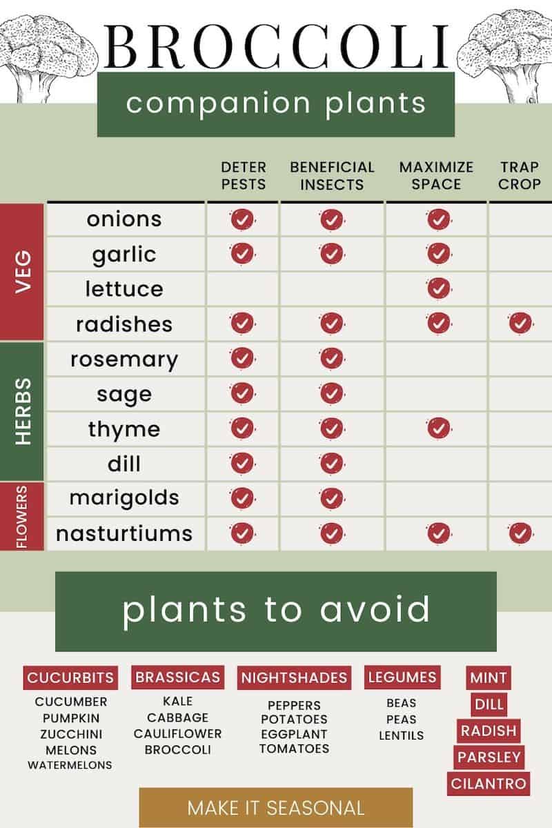 Broccoli companion planting chart with what to plant and what not to plant with broccoli. Columns are for deterring pests, beneficial insects, maximizing space, and trap crops.