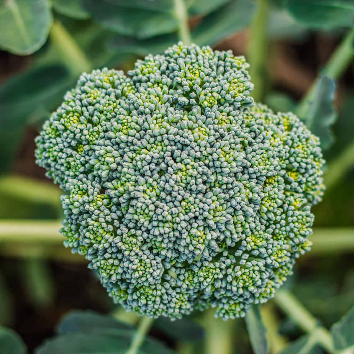 Broccoli companion plants