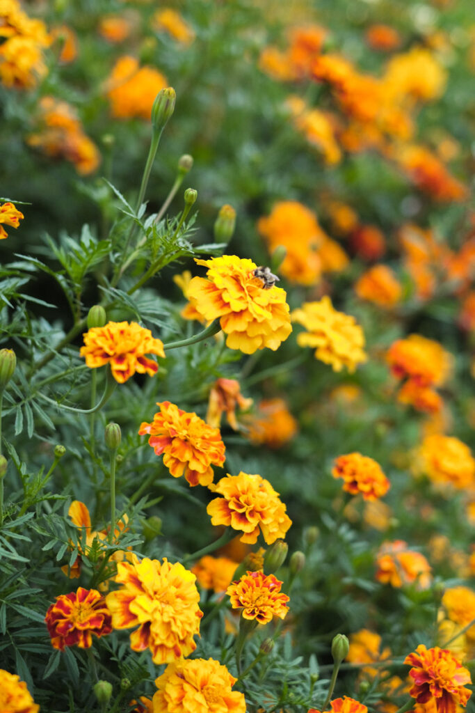 Marigold flowers attracting pollinators to a garden