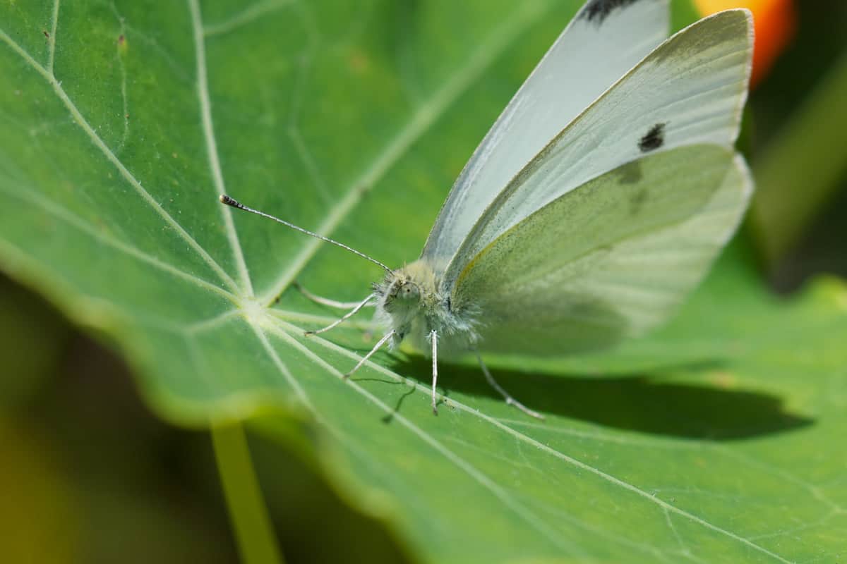 Cabbage white butterfly on a nasturtium leaf