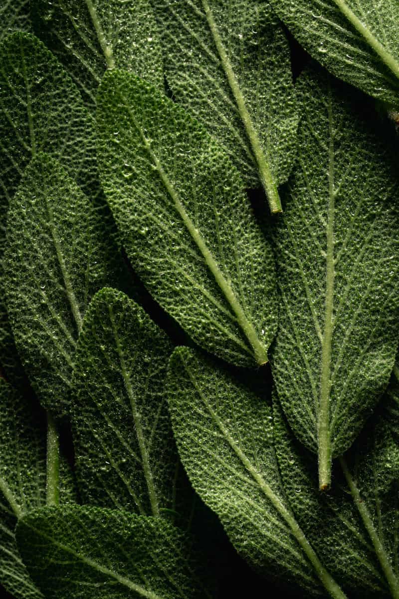 Dark green sage leaves