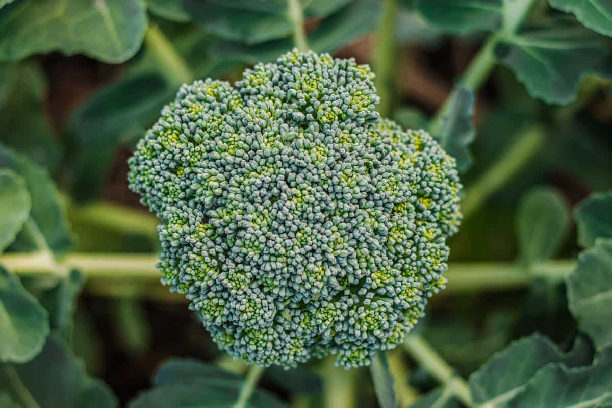 Growing broccoli in a garden