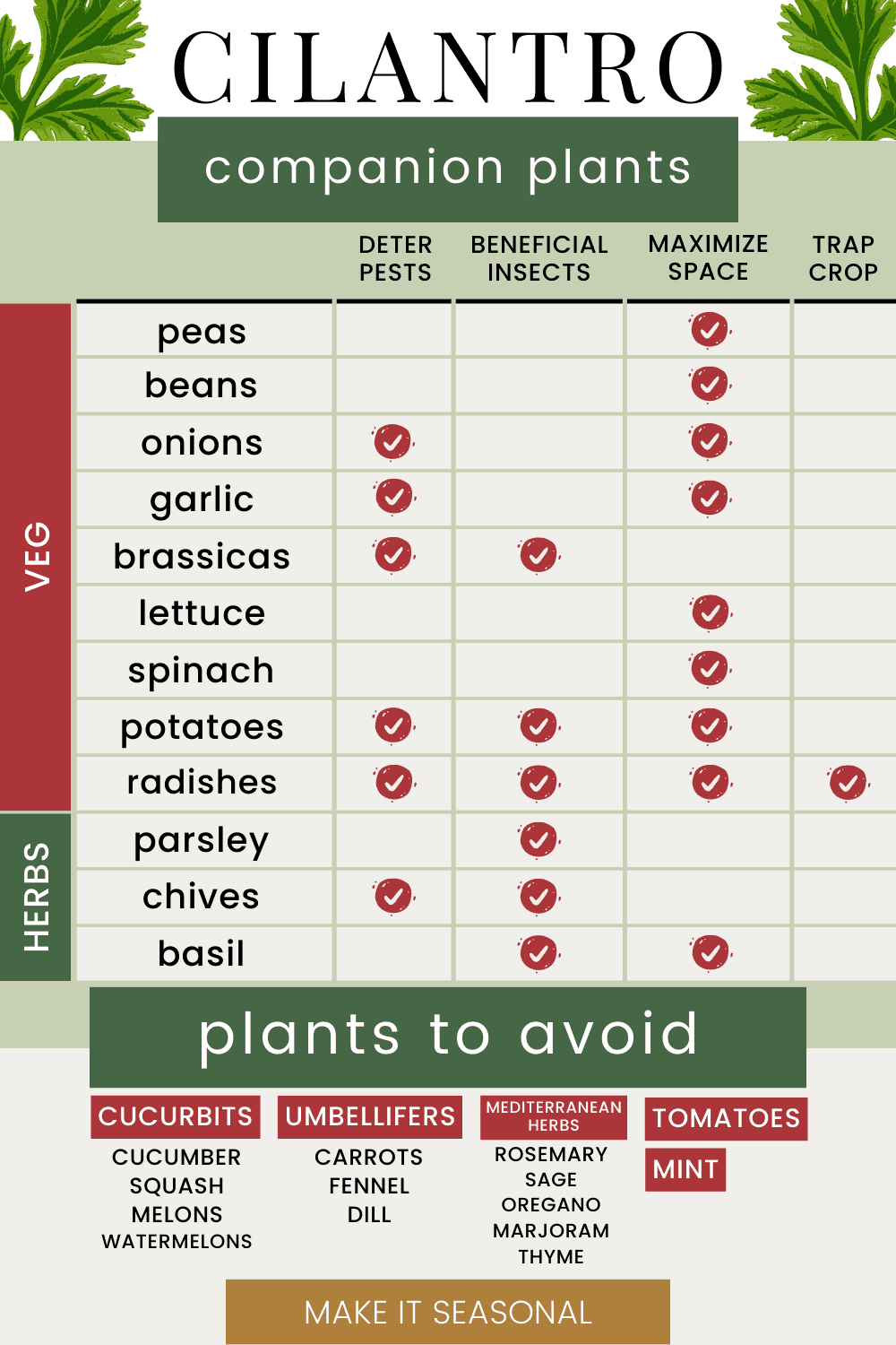 Cilantro Companion Plants: The Best Plants to Grow with Cilantro