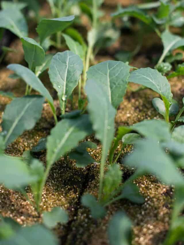 7 Best Kale Companion Plants
