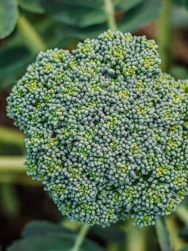 7 Best Companion Plants for Broccoli