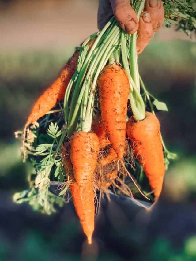 7 Best Carrot Companion Plants