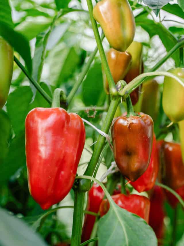 10 Best Pepper Companion Plants