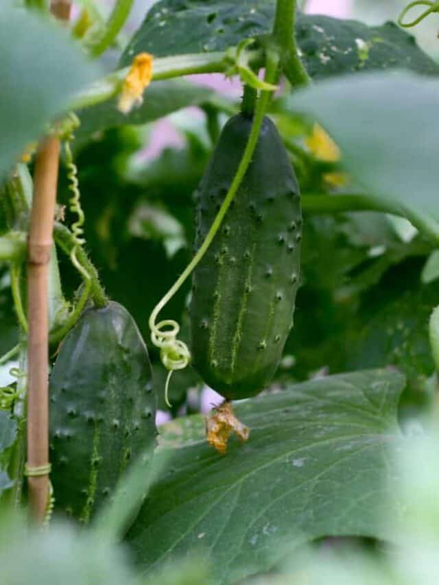 How to Grow & Harvest Cucumbers